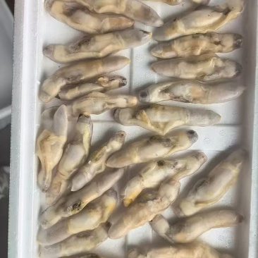 蛏子肉
