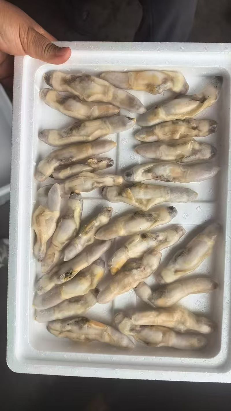 蛏子肉