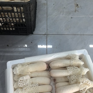 新鲜竹荪批发