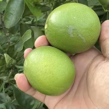 无籽青柠电商货，炸汁工厂货，现货200吨