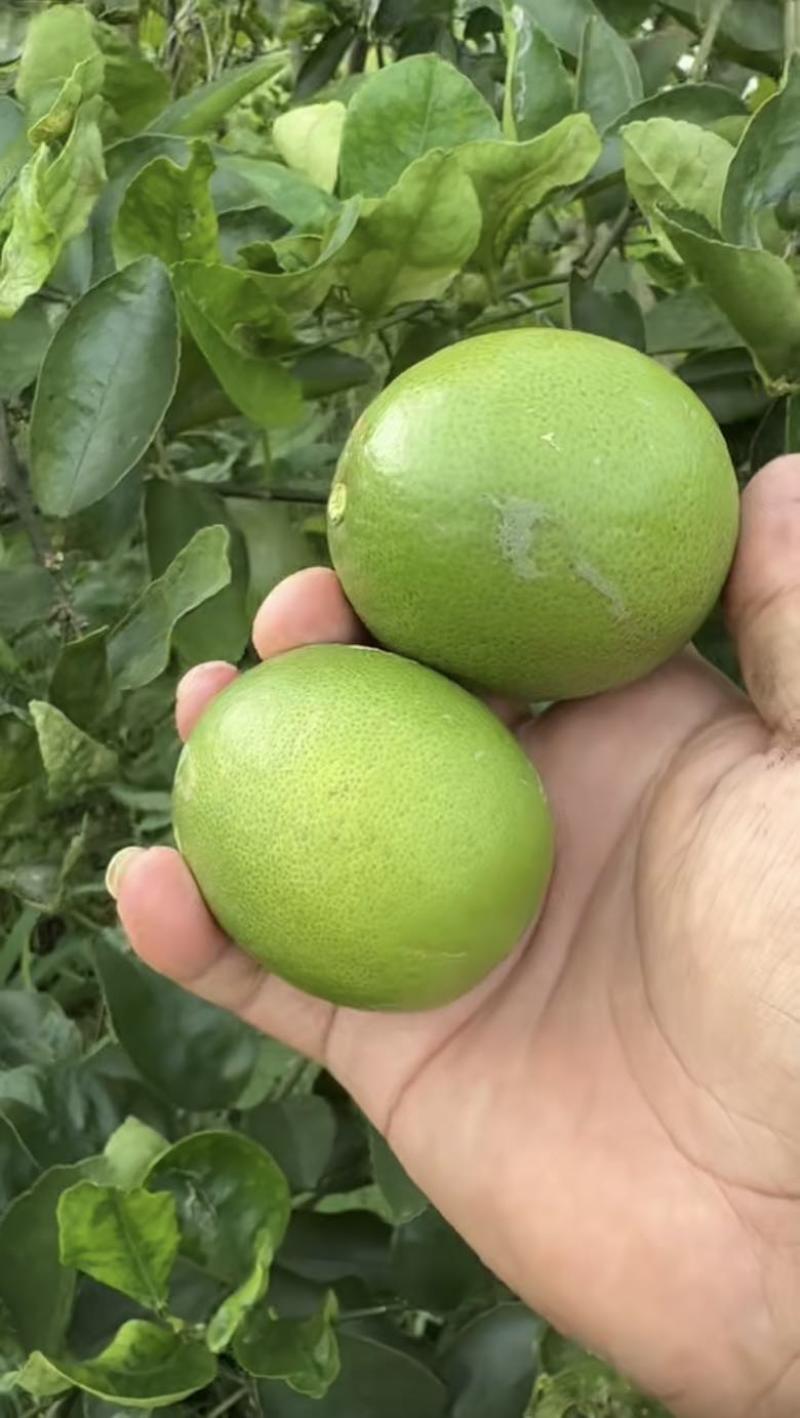 无籽青柠电商货，炸汁工厂货，现货200吨