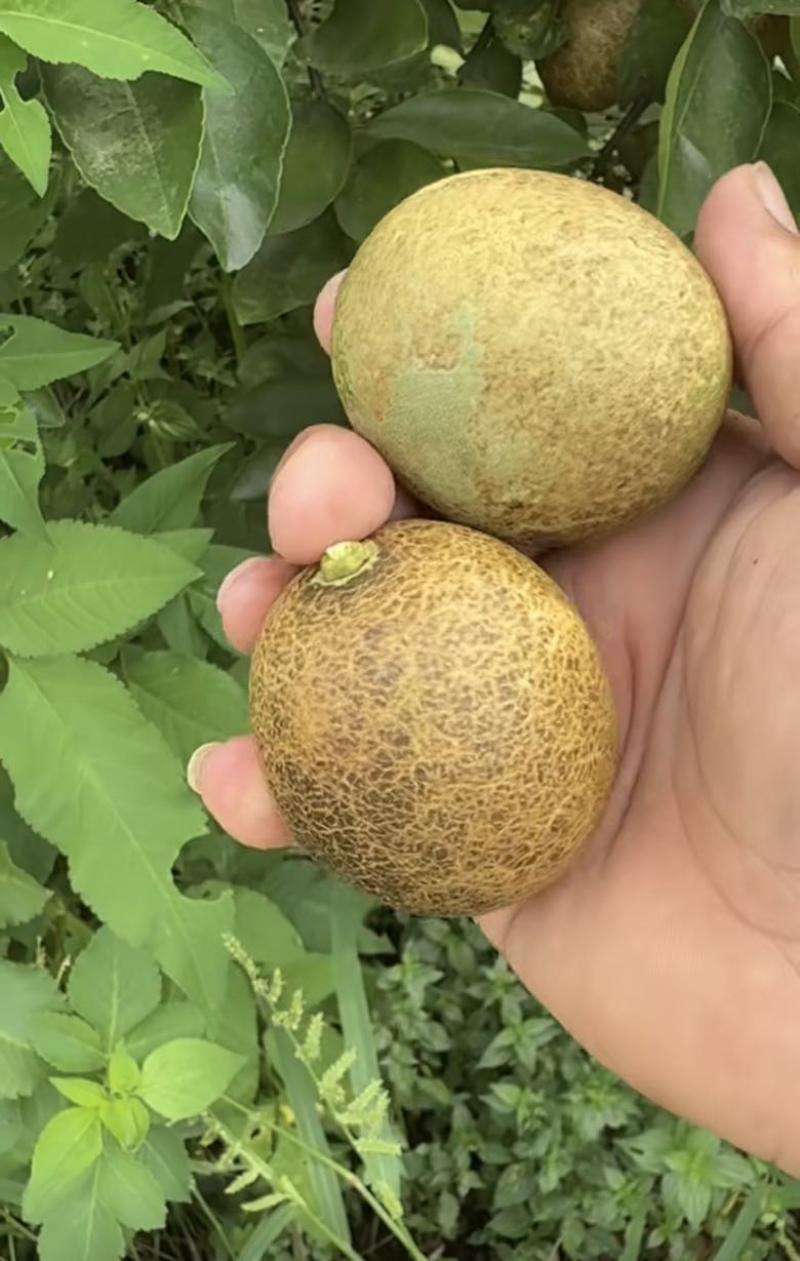无籽青柠电商货，炸汁工厂货，现货200吨