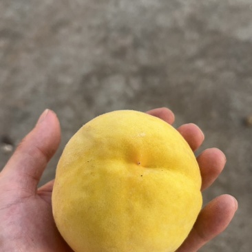 4两以上