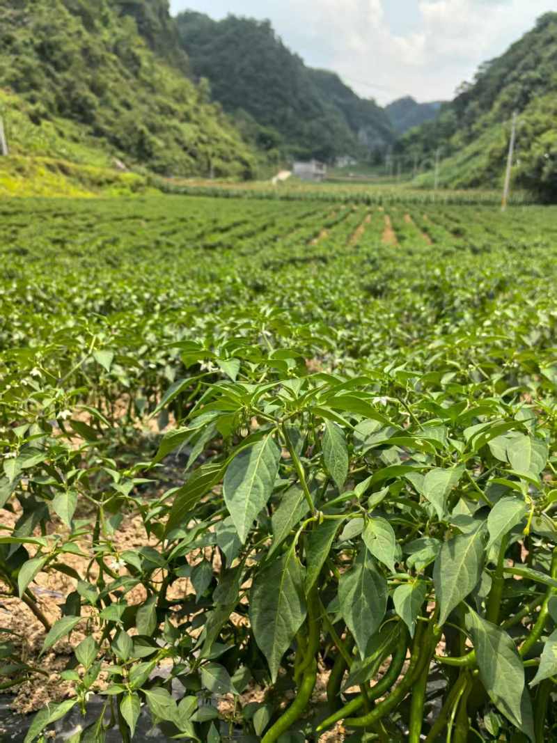 8号线椒辣椒，产地发货，保质保量