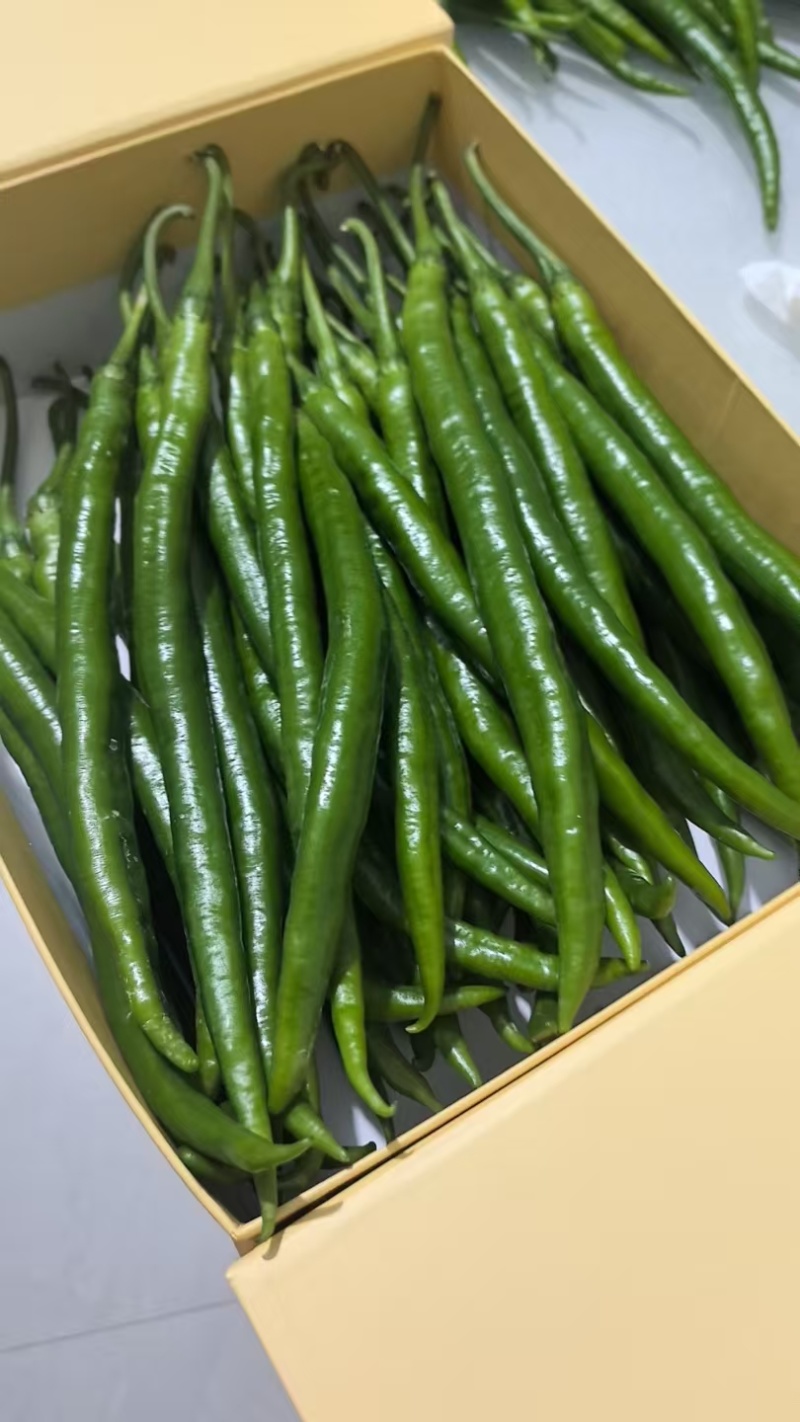8号线椒辣椒，产地发货，保质保量