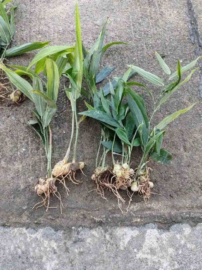 黄精种苗