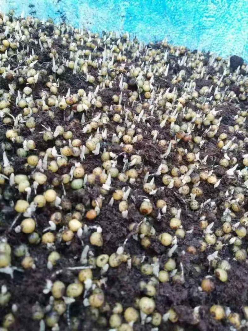 黄精种苗
