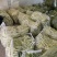 新苗大青豆白豆