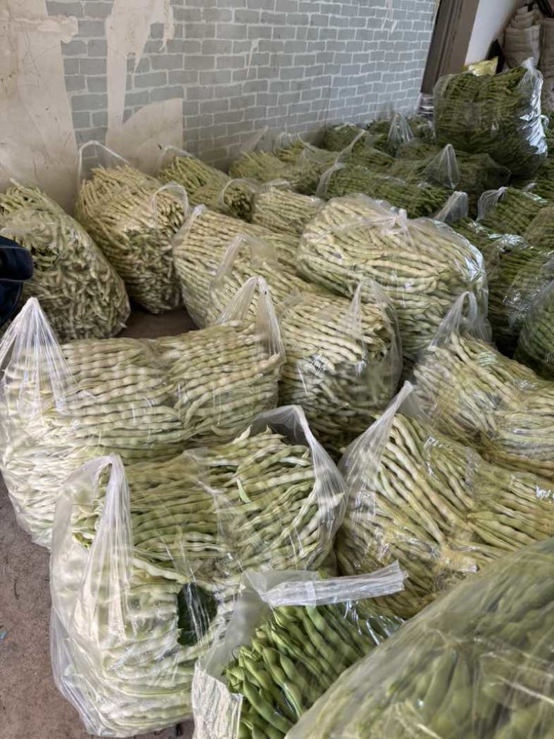 新苗大青豆白豆