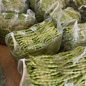 新苗大青豆白豆