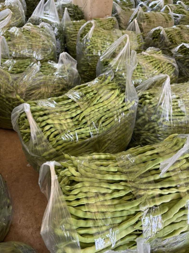 新苗大青豆白豆