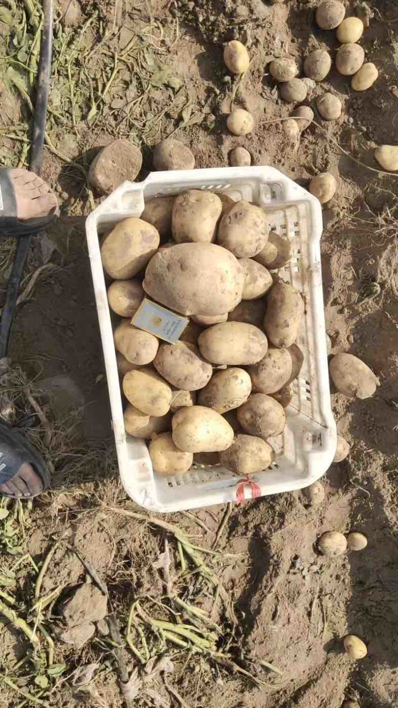沃土实验一号土豆大量有货，可起挂车