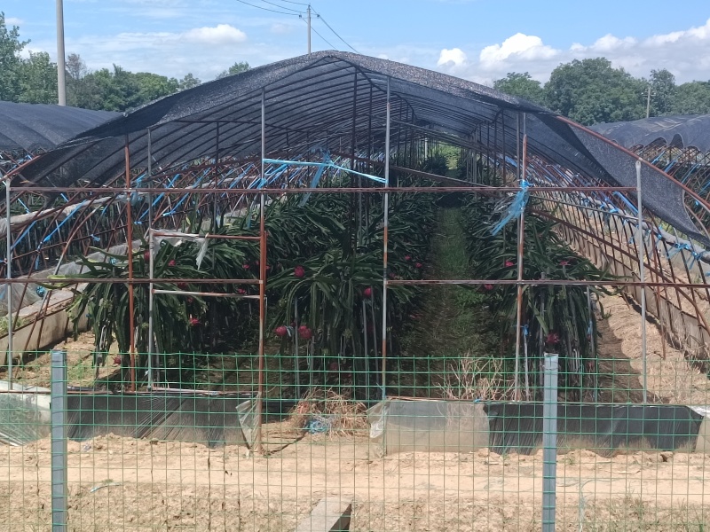 红心火龙果出售