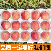 现摘鲁丽苹果全网一件代发价格公道
