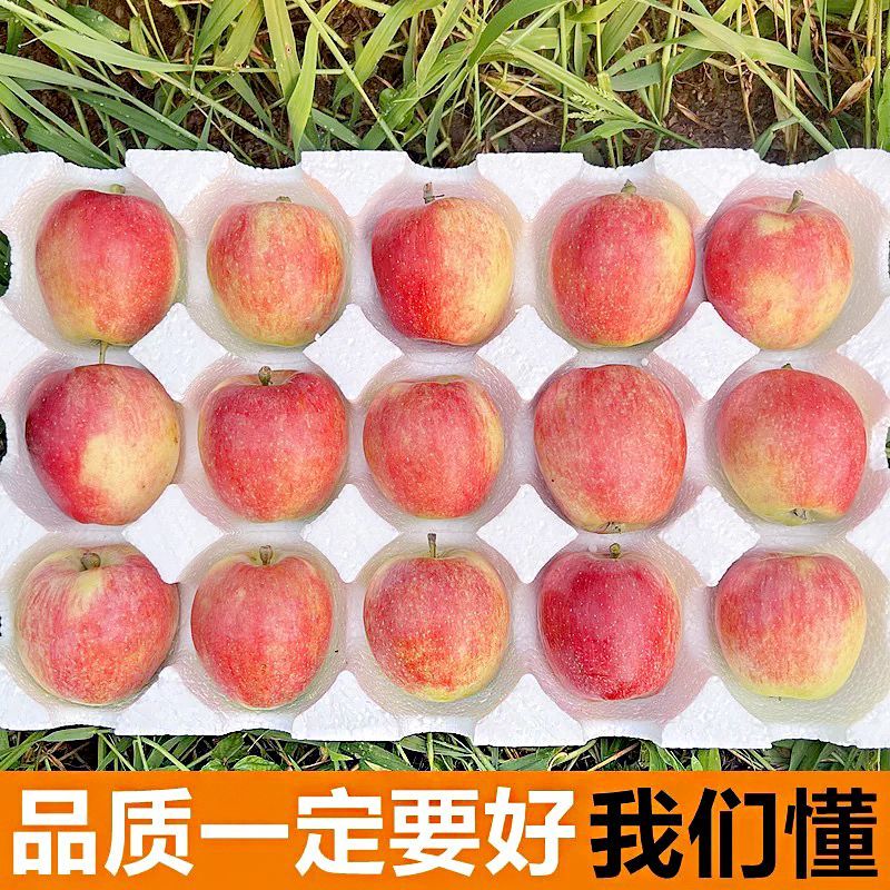 现摘鲁丽苹果全网一件代发价格公道