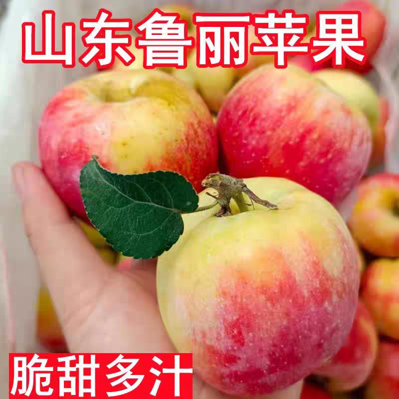 现摘鲁丽苹果全网一件代发价格公道