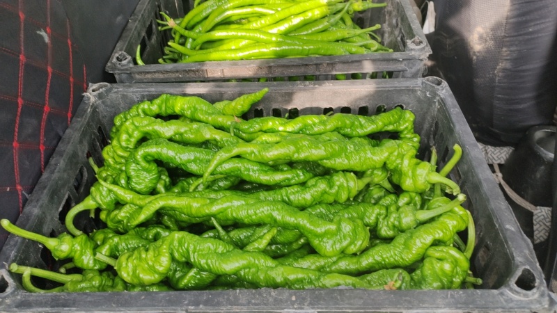 精品线椒，螺丝椒，