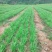 贵州高原碳基核肥韭菜