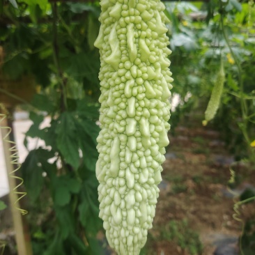 白玉苦瓜