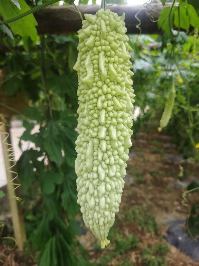 白玉苦瓜