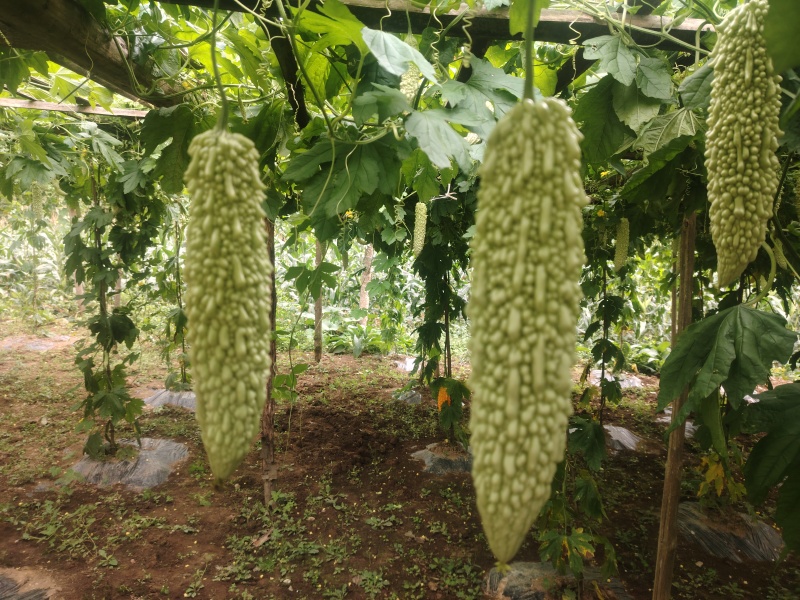 白玉苦瓜