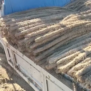 山药