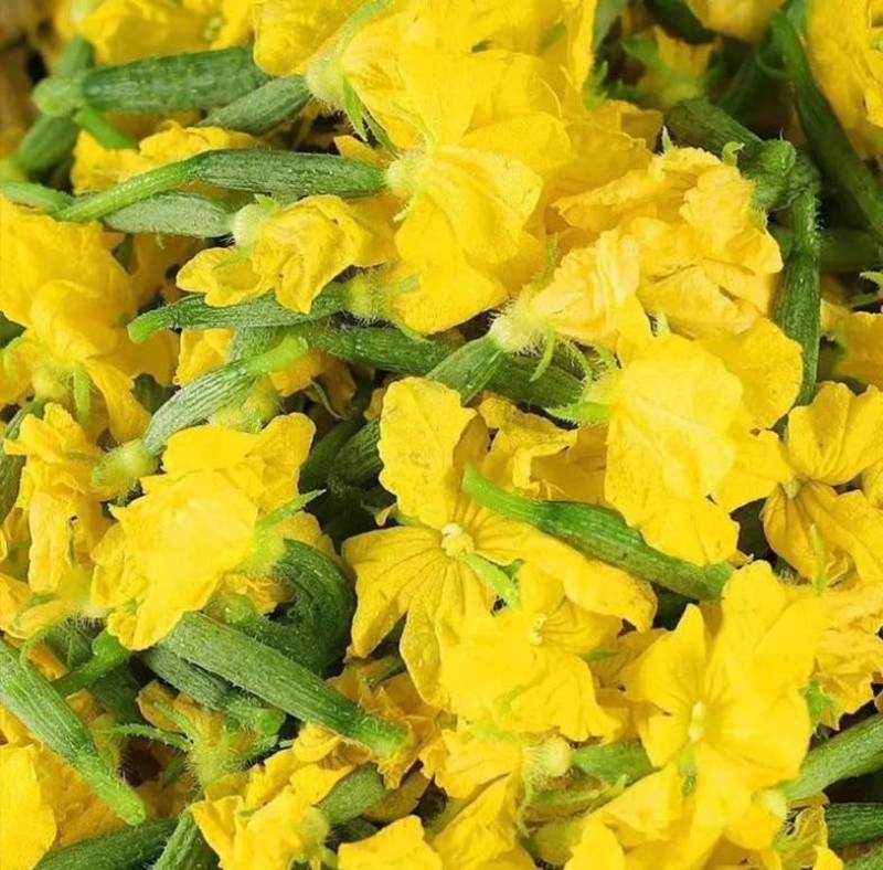 寿光黄瓜花