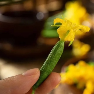 寿光黄瓜花