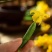 寿光黄瓜花