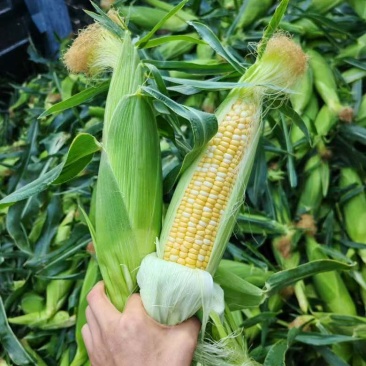 甘肃定西黄白玉米大量供货