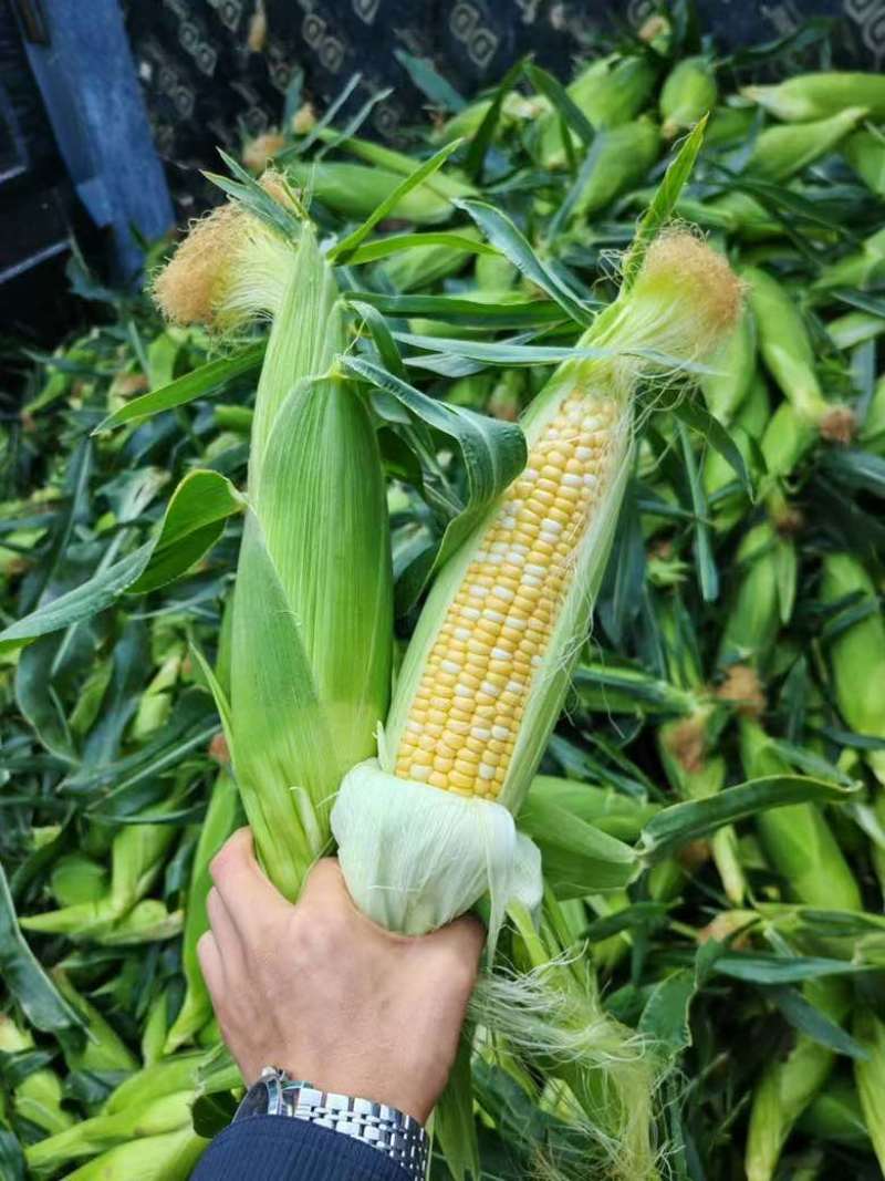 甘肃定西黄白玉米大量供货