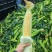 甘肃定西黄白玉米大量供货