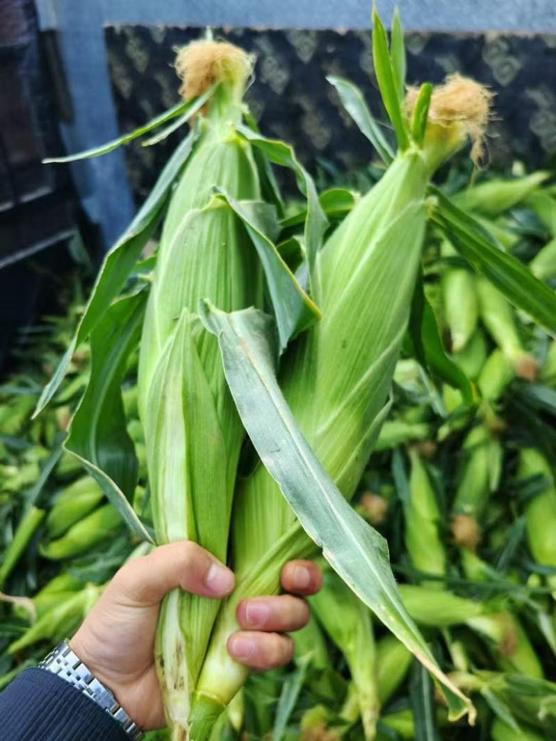 甘肃定西黄白玉米大量供货