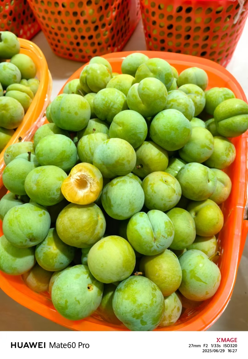 巴山青脆李。量大