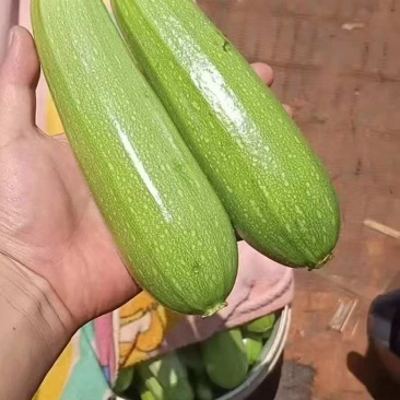 甘肃高原夏菜精品西葫芦