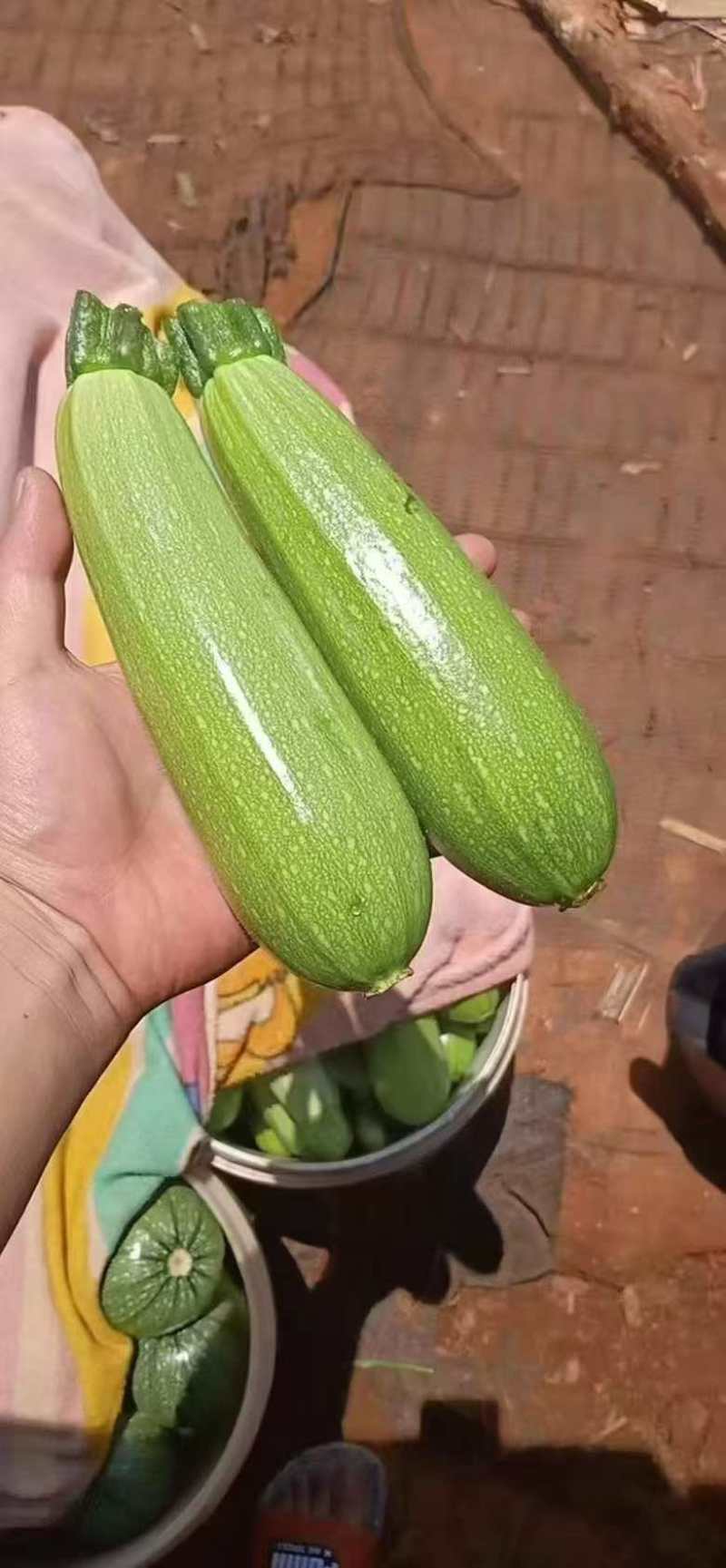 甘肃高原夏菜精品西葫芦