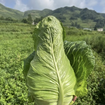 云南牛心甘蓝