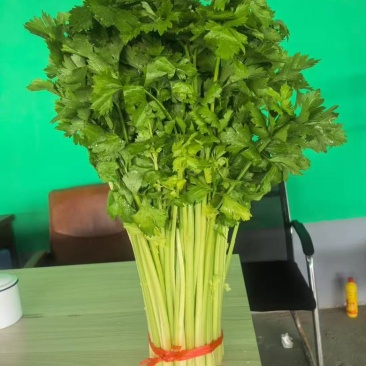 高原夏菜精品毛芹