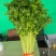 高原夏菜精品毛芹