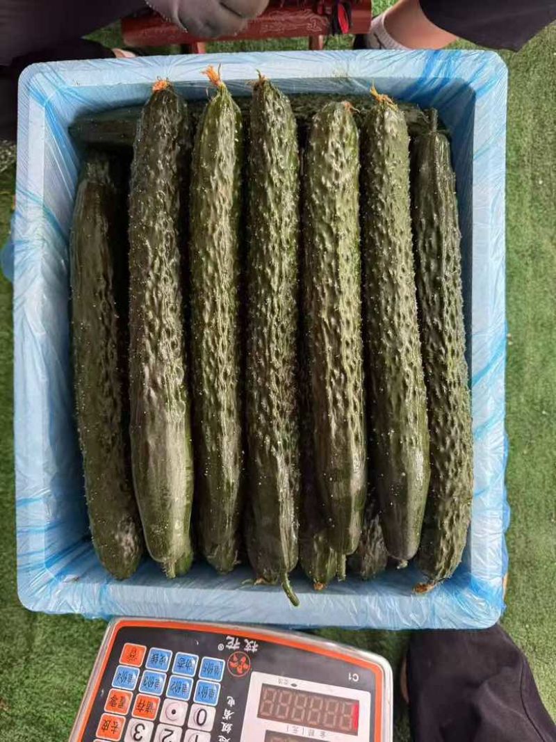 新款黄瓜大量上市了
