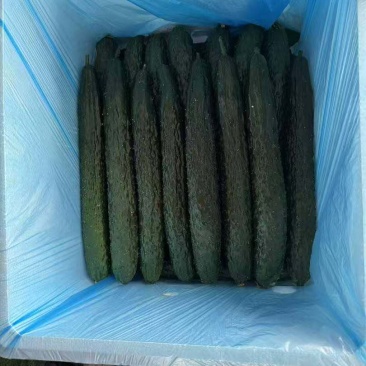 新款黄瓜大量上市了