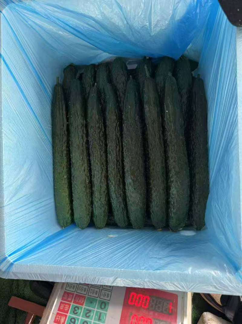 新款黄瓜大量上市了