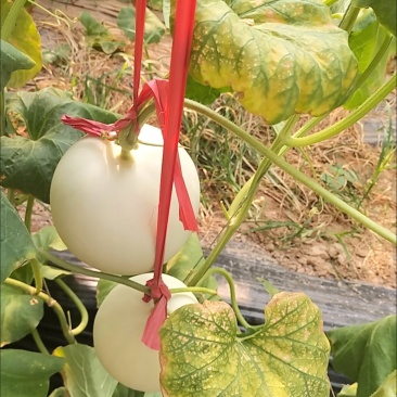 白玉菇甜瓜