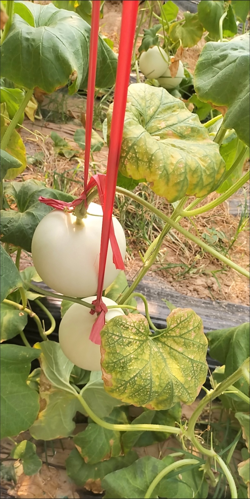 白玉菇甜瓜