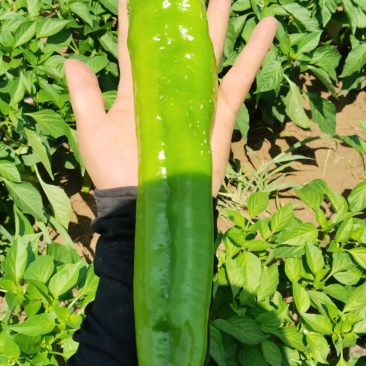 薄皮牛角辣椒，货品优质，