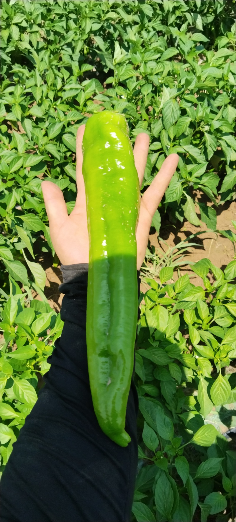 薄皮牛角辣椒，货品优质，