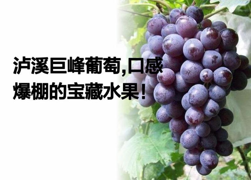 泸溪狮子山巨峰葡萄