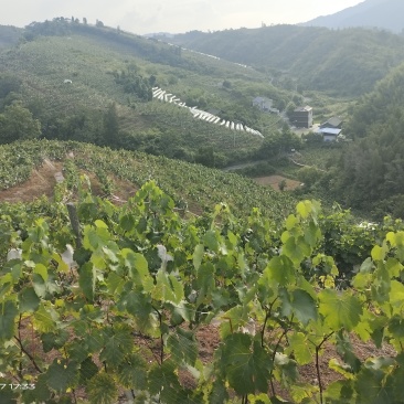 泸溪狮子山巨峰葡萄