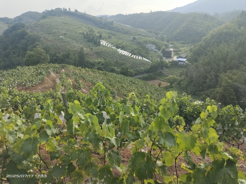 泸溪狮子山巨峰葡萄