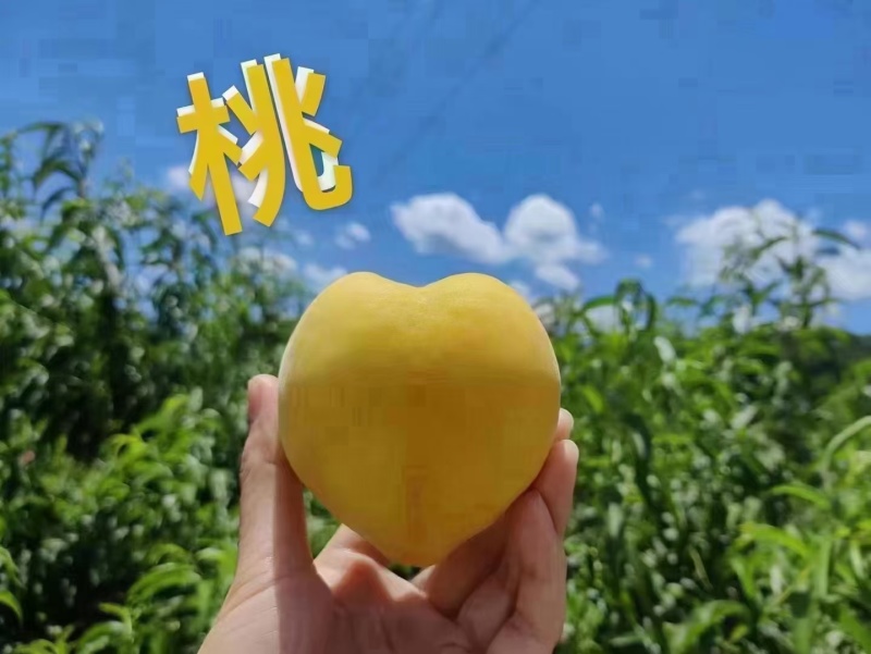 炎陵高山黄桃